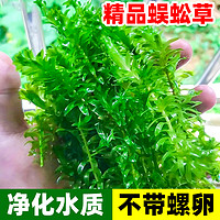 临雅 蜈蚣草水草植物鱼缸造景专用养鱼阴性真水草无土绿菊鱼草造氧绿植