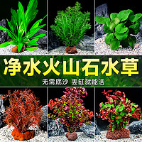 crazy aquatic plants/疯狂水草 水草植物鱼缸造景摆件全套水培植物和鱼共养阴性蜈蚣真草火山石