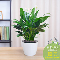 白鹤芋绿植盆栽办公室内客厅植物花卉Z2 特大白掌白圆吸水盆款 含盆