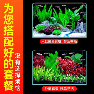 CRAZY PLANT 水草套餐 鱼缸造景