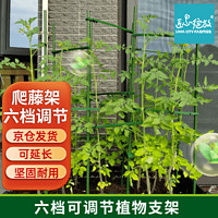 Bloom Life 匠心绽放 园艺支架四边形60cm爬藤架番茄黄瓜种菜架子植物攀爬架花爬架