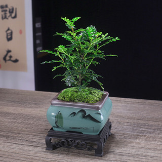 幼薇茉莉花盆栽花苗四季常青植物室内花卉开花不断绿植盆栽 胡椒木+莲花盆+圆形底盘 带盆栽好