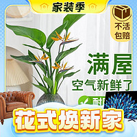 春焕新、家装季：爱你一万年 盆栽花卉 单发植物-天堂鸟高30-40cm 1棵 不含盆