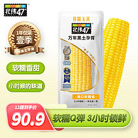 北纬47° 黄糯鲜玉米200g*12穗（单根低至5.29元）