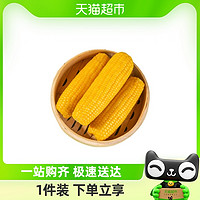 喵满分 东北玉米黄糯鲜食玉米220g*8穗