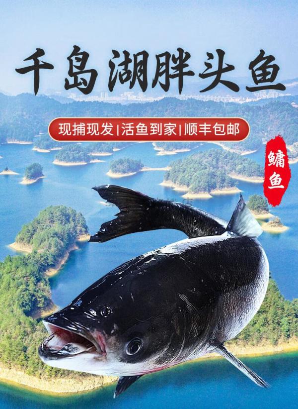 沢素湾千岛湖胖头鱼 千岛湖活鱼淡水鲢鳙大头鱼包头花鲢 5-40斤 5斤