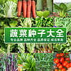 寿禾 种子种籽大全青菜种籽各种菜子种香菜生菜冬季菠菜孑