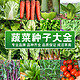 寿禾 种子种籽大全青菜种籽各种菜子种香菜生菜冬季菠菜孑