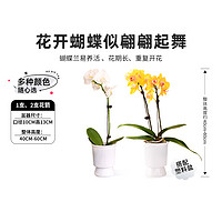 花构想 蝴蝶兰盆栽室内花卉绿色植物养眼送礼办公室绿植花卉