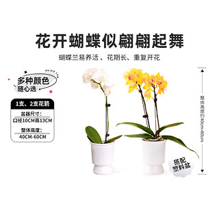 花构想 蝴蝶兰盆栽室内花卉绿色植物养眼送礼办公室绿植花卉