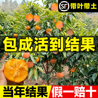 临雅 柿子苗树嫁接牛心脆甜果树果苗老品种庭院盆栽树苖矮化南北方种植