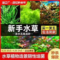 青色水景 鱼缸水草植物造景真水草水榕狐尾草阴性绿植套餐水兰红宫廷