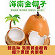  傻鲜森 海南稀有黄金椰子泰国品种 6个装送开椰器和吸管　