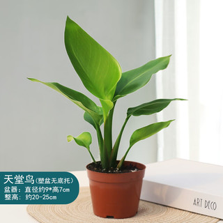 樱霞天堂鸟盆栽花卉植物阳台盆景办公室桌面小绿植 110#天堂鸟一盆