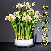 水仙花种球办公室内阳台花卉盆栽桌面客厅水养耐寒绿植物四季开花