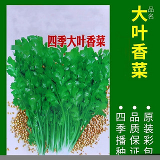 泰西丝 蔬菜种子 四季香菜约500粒