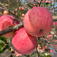 88VIP：农鲜淘 陕西洛川红富士苹果4.5斤装