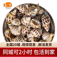 喵和渔鲜活花螺 新鲜螺类 小花螺 活贝类海鲜水产 鲜活花螺 3斤装
