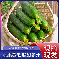 潍坊水果黄瓜新鲜生吃5斤