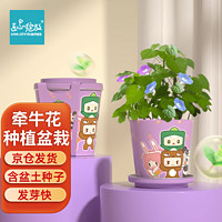 Bloom Life 匠心绽放 IAM City Farmer牵牛花迷你盆栽 儿童种植小盆栽diy套装绿植植物幼儿园观察玩具