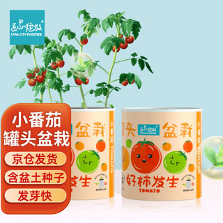 Bloom Life 匠心绽放 IAM City Farmer番茄罐头盆栽 儿童种植小盆栽绿植种子幼儿园小学生diy室内观察