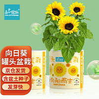 Bloom Life 匠心绽放 IAM City Farmer向日葵罐头盆栽绿植盆栽