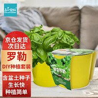 Bloom Life 匠心绽放 IAM City Farmer罗勒DIY植物种植趣味盆栽