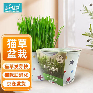 Bloom Life 匠心绽放 IAM City Farmer萌宠猫草 趣味种植盆栽 种植猫草 女孩玩具 猫咪助消化去毛球