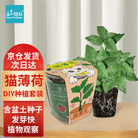 Bloom Life 匠心绽放 IAM City Farmer猫薄荷种植盆栽春天种植小学生迷你趣味diy盆栽植物观察