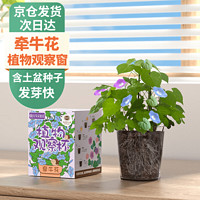 Bloom Life 匠心绽放 IAM City Farmer牵牛花种植盆栽 小学生科学迷你趣味diy盆栽  植物观察窗发芽生长