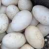 伊杰蔻鹅蛋新鲜农家散养生鹅蛋土鹅蛋现捡现发整箱 六枚精选装鲜鹅蛋 80-100g
