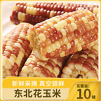 园侬鲜 2023年头茬鲜食玉米10根真空东北新鲜甜糯玉米粗粮苞米