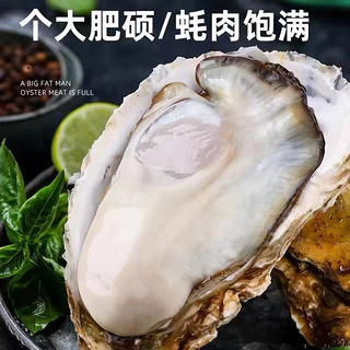 特大号！源头直发！乳山生蚝 5XL 5.5斤 （带官方溯源防伪标识、死蚝包赔)