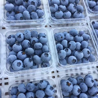 新鲜蓝莓 125g/6盒 果径12-14mm