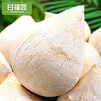 海南 牛奶椰皇椰白 3个 单果500G 左右