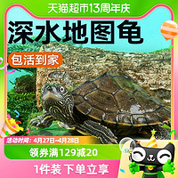 88VIP：yee 意牌 地图小乌龟宠物观赏龟火焰龟水龟活物黑瘤地图深水招财小乌龟龟苗