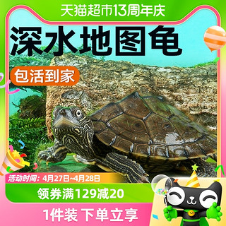 88VIP：yee 意牌 地图小乌龟宠物观赏龟火焰龟水龟活物黑瘤地图深水招财小乌龟龟苗
