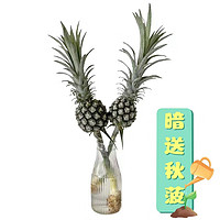 蕊鲜生  水培菠萝30cm+可食用办公室趣味绿植(小菠萝）1支+卡片