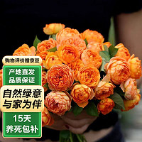 泰西丝 爬藤月季花树苗浓香型四季花卉盆栽 蜂蜜焦糖小苗约20cm1棵不含盆