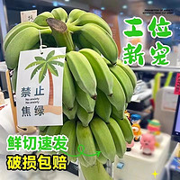 鼎鲜满 香蕉苹果蕉小米蕉芭蕉水培香蕉可食用禁止焦虑国产自然熟 尝鲜装3斤不带杆 3斤