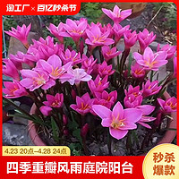 四季开花重瓣风雨兰种球庭院阳台绿植盆栽花卉植物内好养易活韭兰