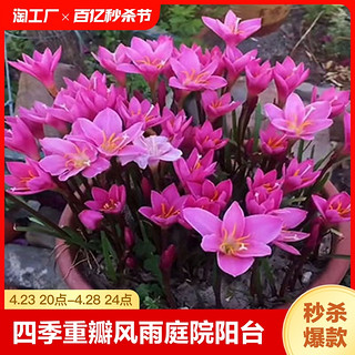 四季开花重瓣风雨兰种球庭院阳台绿植盆栽花卉植物内好养易活韭兰