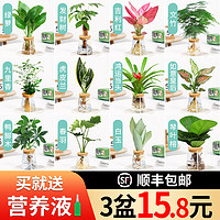 梵花拾光 水培植物办公室内桌面花卉绿植盆栽绿萝吊兰发财树文竹好养吸甲醛