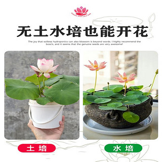 悠梵萌 水生碗莲种子水培植物四季易活藕室内盆栽绿植睡莲荷花种子20颗