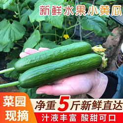 山东水果黄瓜生吃脆新鲜青瓜当季时令蔬菜无刺小黄瓜5斤包邮即食