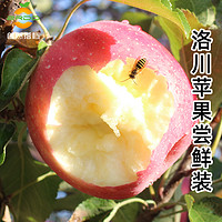 自然搭档 洛川苹果新鲜水果正宗陕西红富士6枚/4枚脆甜整箱包邮