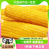 88VIP：采甜农新鲜玉米黄糯玉米8支装2.2kg/箱