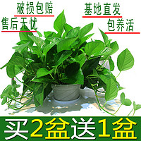 小冤家 绿萝盆栽室内花卉绿植物长藤大叶盆四季常绿水培土养办公客厅绿箩