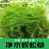 凯希慕 净水植物蜈蚣草淡水鱼缸造景鱼池塘水草金鱼藻绿菊养鱼龟专用新手