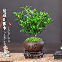 KaiShiguo Plants 开时果 胡椒木盆栽 办公室内桌面植物驱蚊草创意小绿植老桩盆景 舍得紫砂盆+苔藓+圆形底托